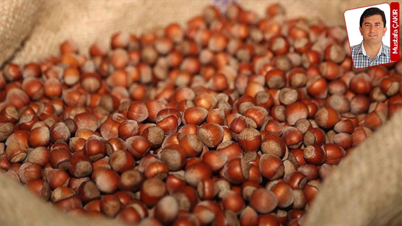 Fındık, Buğday, Zeytinyağında Alım Fiyatları Beklentileri Karşılamadı