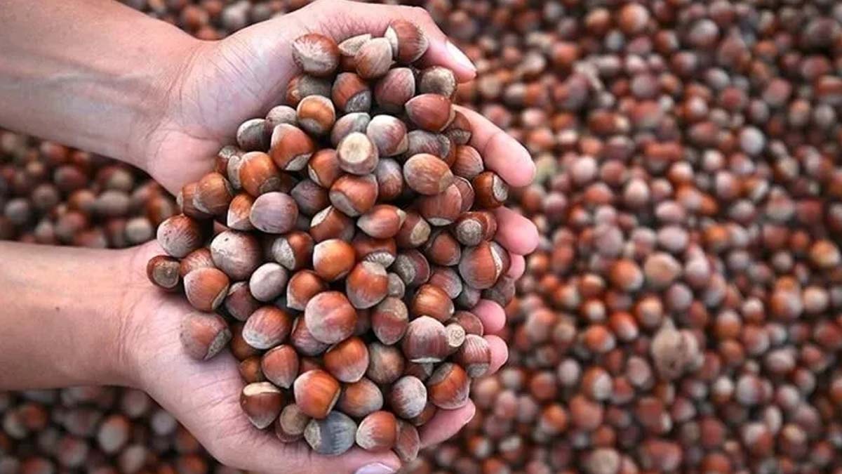 Fındık Piyasasına Müfettiş Denetimi: Dört Borsada İnceleme