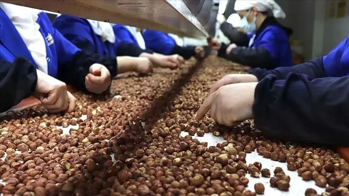 Fındık Piyasasına Sıkı Denetim: Müfettişler Görevlendirildi
