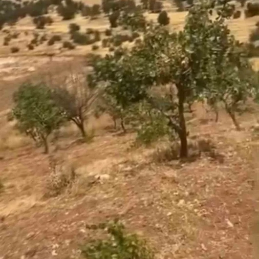 Fıstık Üreticisinin Kabusu: Yaban Domuzları Hasadı Vurdu