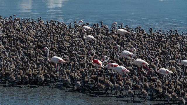 Flamingolar Tuz Gölü'nde 'Kreş Sistemi' ile Yavru Büyütüyor