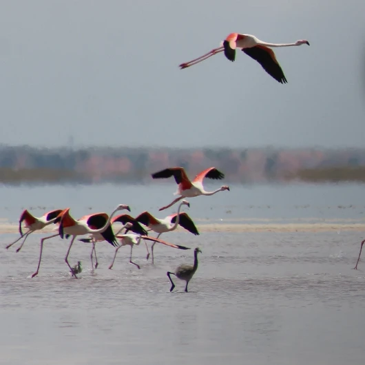Flamingoların Eşsiz 'Kreş Sistemi': Tuz Gölü'nde 12 Bin Yavru Koruma Altında