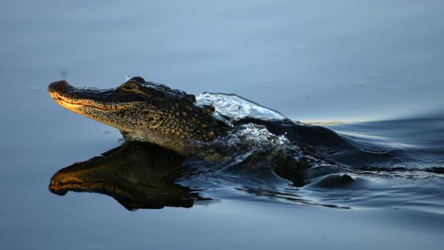Florida'da timsah saldırısı: Nehirde serinlemek isteyen kadın hayatını kaybetti