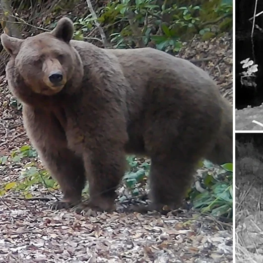 Fotokapanla 2 Yılda Boz Ayıdan Su Samuruna Yaban Hayatı Kayıt Altına Alındı