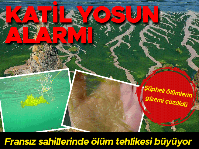 Fransa'da 'Katil Yosun' Alarmı: Sahillerde Ölüm Saçan Gaz