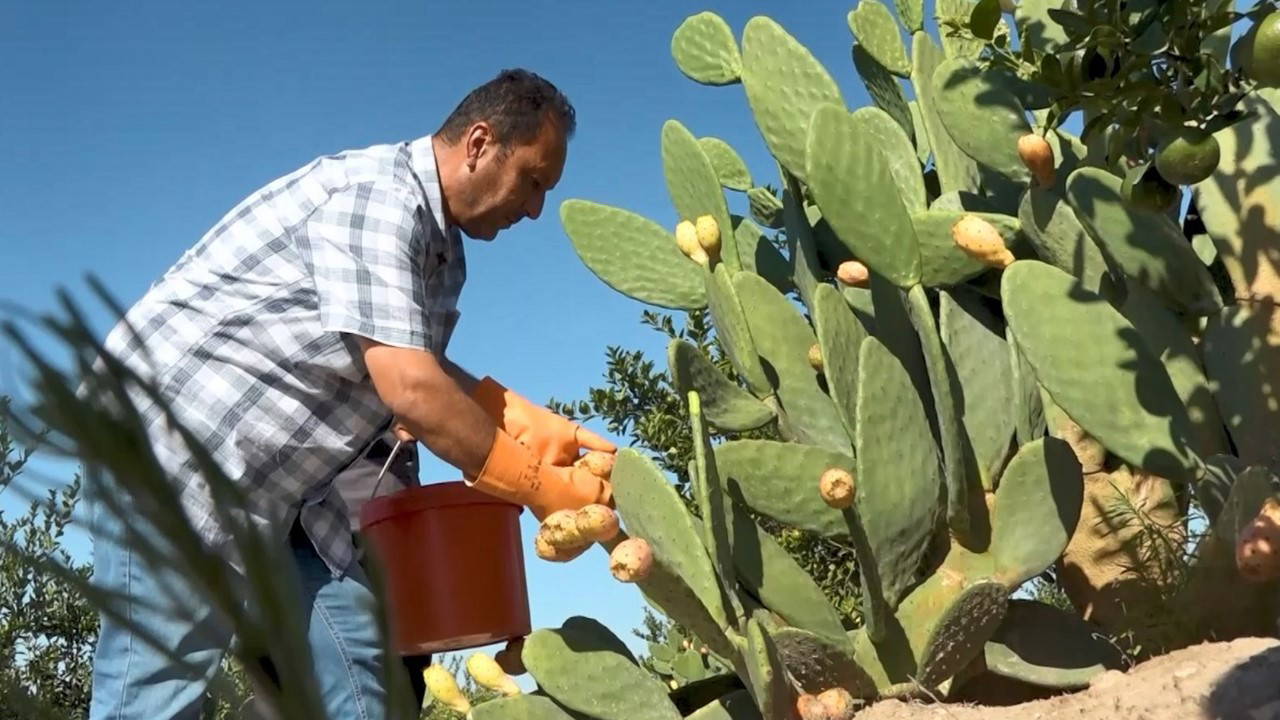 Frenk İnciri Hasadı Başladı: Kilosu 30 TL, Özel Eldivenle Toplanıyor