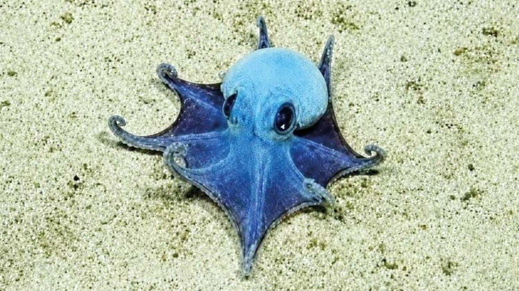 Galapagos'ta Golf Topu Büyüklüğünde Mavi Ahtapot Keşfedildi
