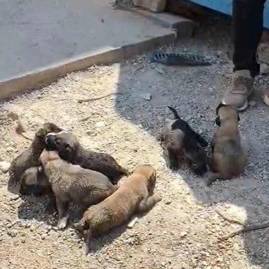Gaziantep'te Anne Köpek ve 7 Yavrusu Konteyner Altından Kurtarıldı