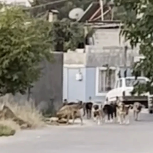 Gaziantep'te Köpek Sürüleri Tedirginlik Yarattı