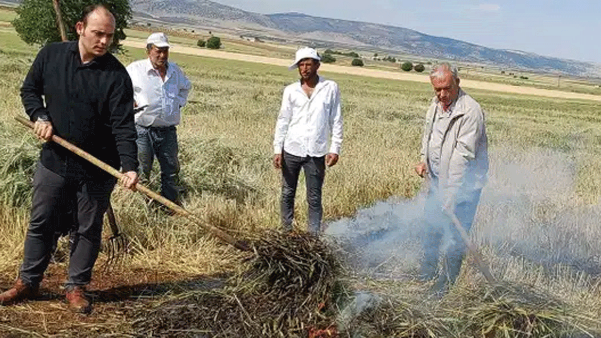 Gaziantep'te firik hasadı başladı: Yılda sadece 10 gün üretilip yurt dışına ihraç ediliyor
