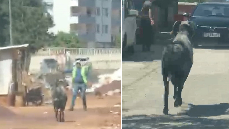 Gaziantep'te kaçan kurbanlık koç tehlikeli anlara yol açtı