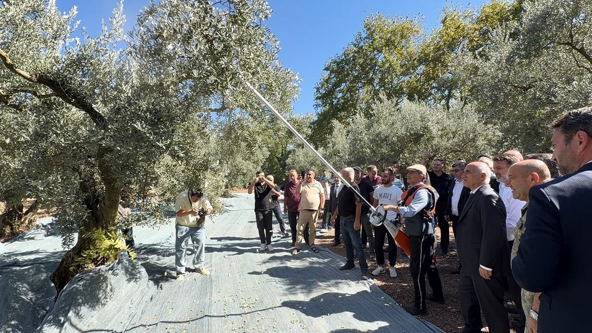 Gemlik'te Zeytin Hasat Şenliği Başladı: Kilosu Servet Değerinde