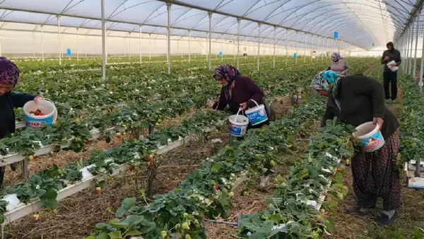 Genç çiftçi yapay zekayla çilek üretimini dört mevsime çıkardı