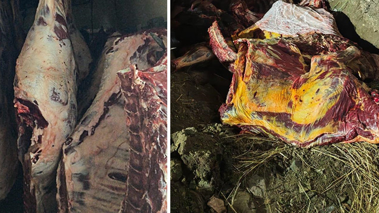 Geyve'de Jandarmadan Kaçak Et Operasyonu: 1.800 Kg Et İmha Edildi