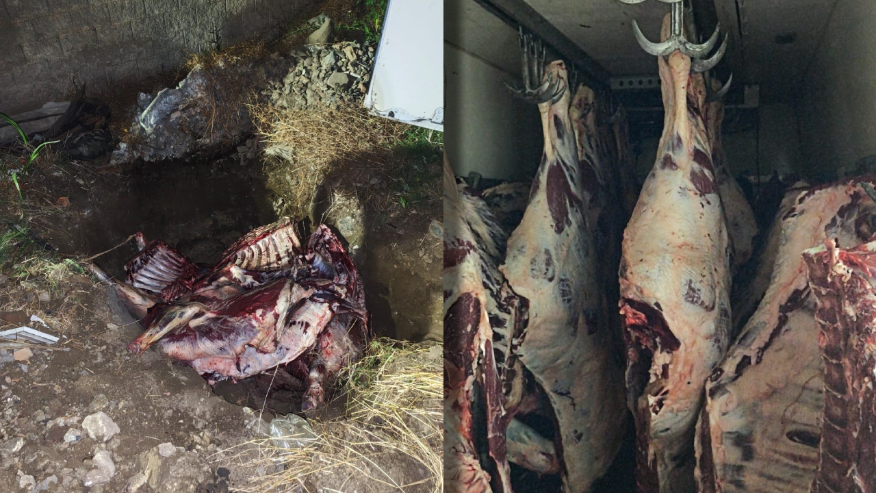Geyve'de 1 Ton 800 Kilo Kaçak Et Ele Geçirildi