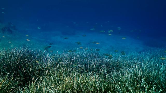 Göcek'te Deniz Çayırları Tekne Çapalarına Karşı Korunuyor