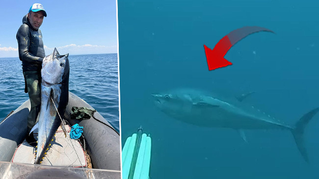 Gökçeada'da zıpkınla dev orkinos: 1.82 metre, 65 kilo