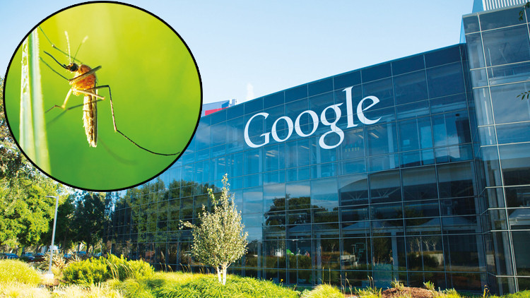 Google 32 Milyon İşlem Görmüş Sivrisinek Salmak İçin Onay Bekliyor