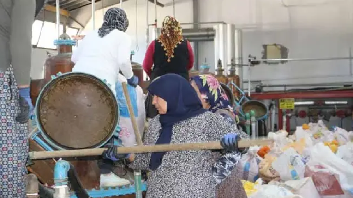 Gül Hasadı Başladı: Sabah 04.30’da Toplanan Çiçekler 500 Bin Lira Kazandırıyor