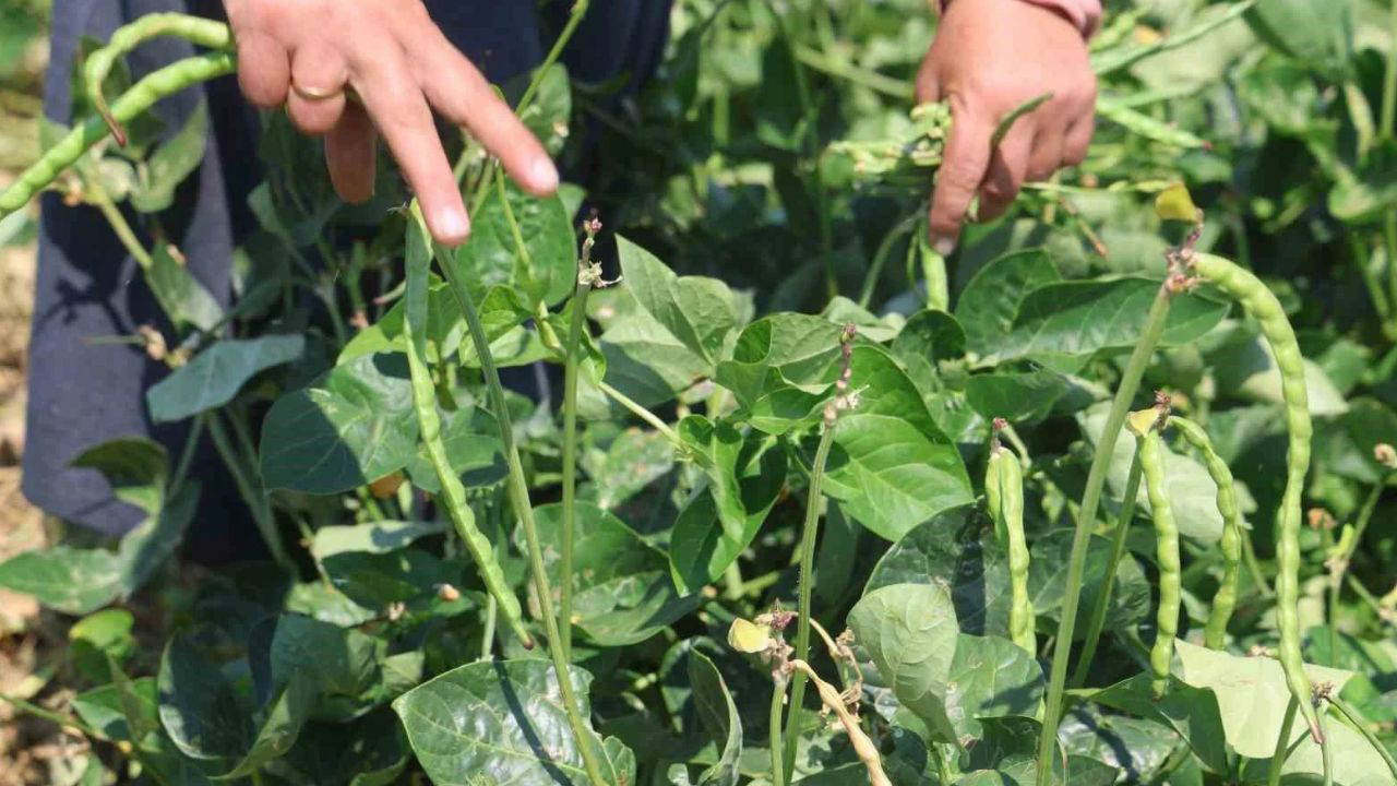 Güneş doğmadan hasat: Lübyenin tarlada 40, markette 140 lira