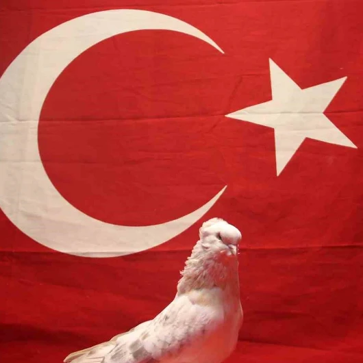 Güvercinleri İçin 800 Bin TL'lik Güvenlik: Kamera, Çelik Kapı ve Kurt Köpeği