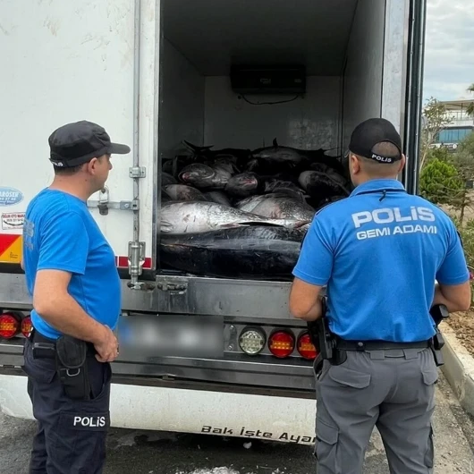Güzelbahçe'de 3 Ton Kaçak Orkinos Ele Geçirildi