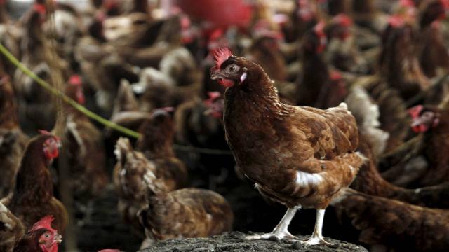 H5N1 kuş gribi Avustralya'da ilk kez tespit edildi: Son kıta da virüse yenik düştü