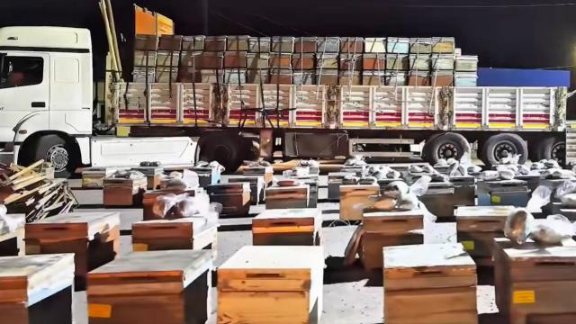 Hakkari'de Arı Kovanlarına Gizlenmiş 91 Kilo Uyuşturucu Ele Geçirildi