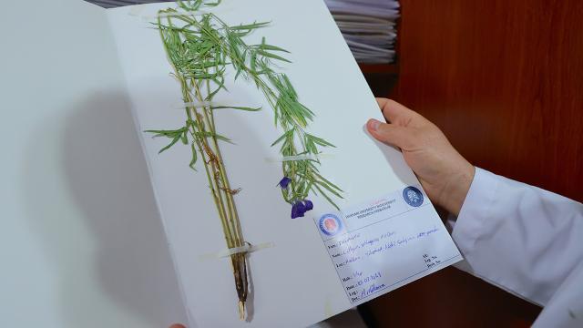 Hakkari'de Bitki Türü Sayısı Bilimsel Çalışmalarla 800'e Ulaştı