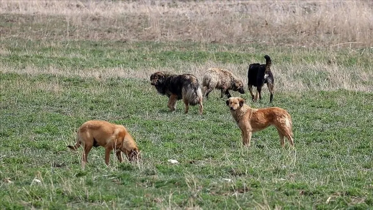 Halfeti'deki köpek saldırısı için İçişleri müfettiş görevlendirdi