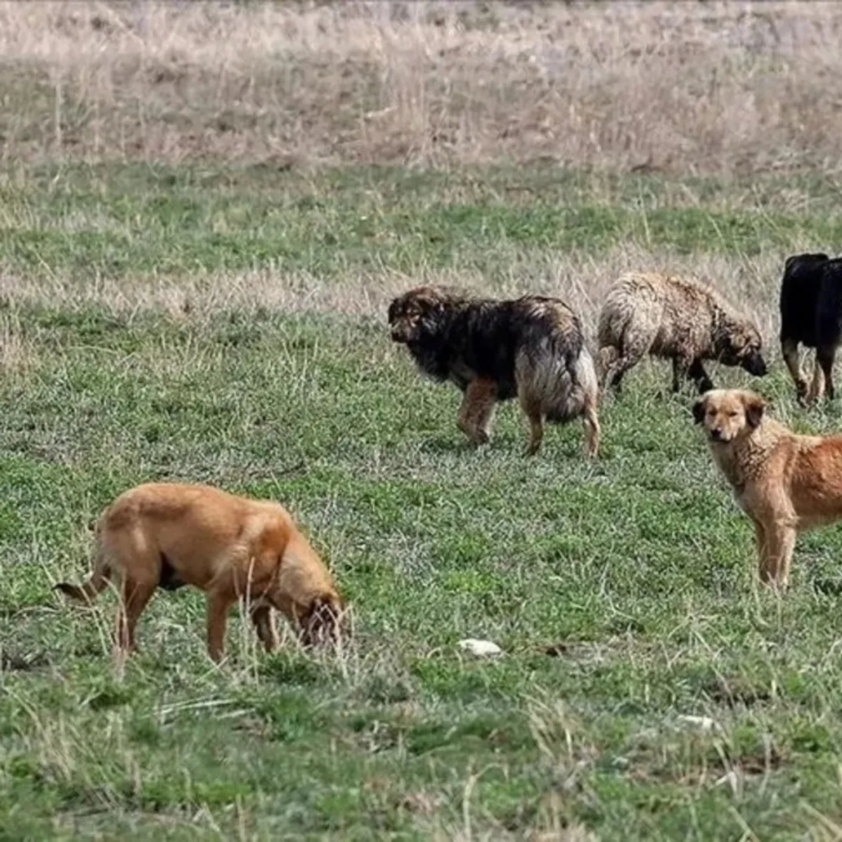 Halfeti'de çocuğa saldıran köpek için müfettiş görevlendirildi