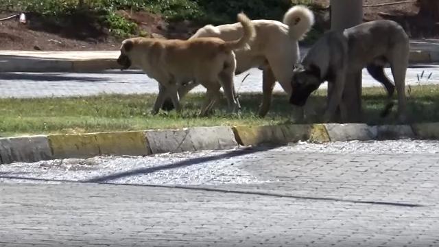 Halfeti'de sahipsiz köpek 1,5 yaşındaki çocuğu yaraladı
