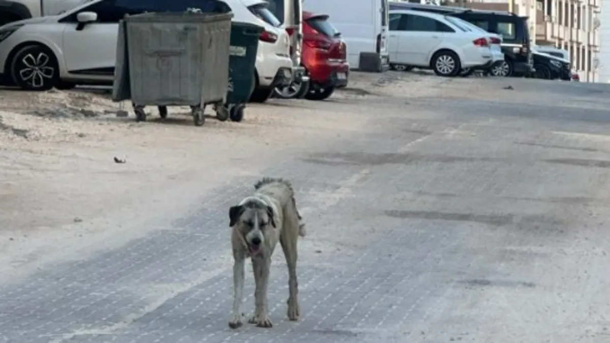 Halfeti'de Sokak Köpeği 3 Yaşındaki Çocuğa Saldırdı