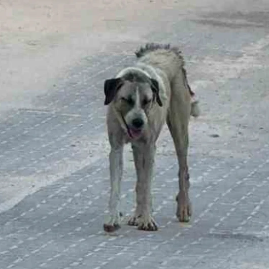 Halfeti'de Sokak Köpeği Saldırısı: 3 Yaşındaki Çocuk Yaralandı