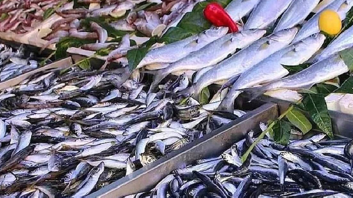Hamsiden 2 Kat Omega-3 Veren Balık Tezgahlarda
