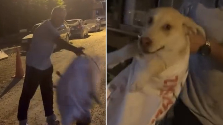 Hatay'da Çuvala Konulan Köpeği Hayvansever Kurtardı