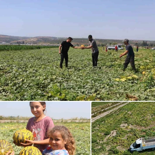 40 Derecede Ekmek Mücadelesi: Hatay'da 80 Ton Kavun Hasadı