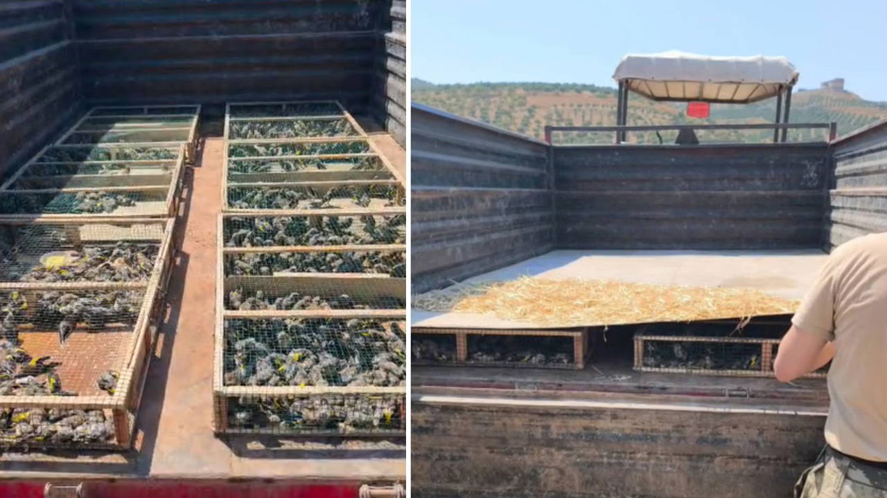 Hatay'da Traktör Römorkunda 2 Bin 114 Saka Kuşu Ele Geçirildi