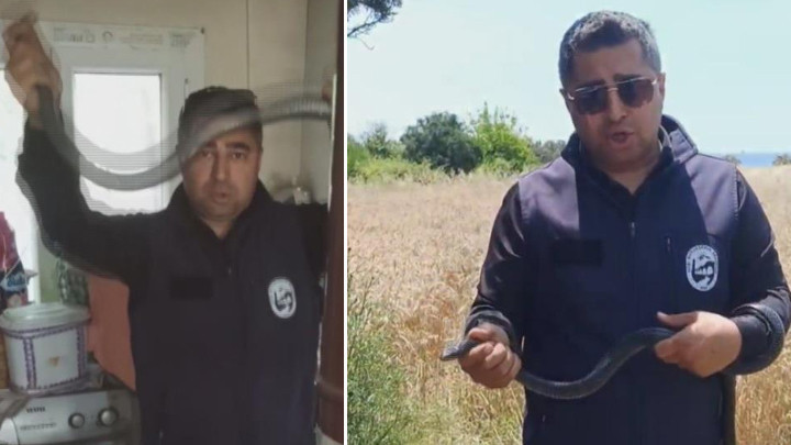 Hatay'da 'Yılancı Kemal' eve giren yılanı çıplak elle yakalayıp doğaya saldı