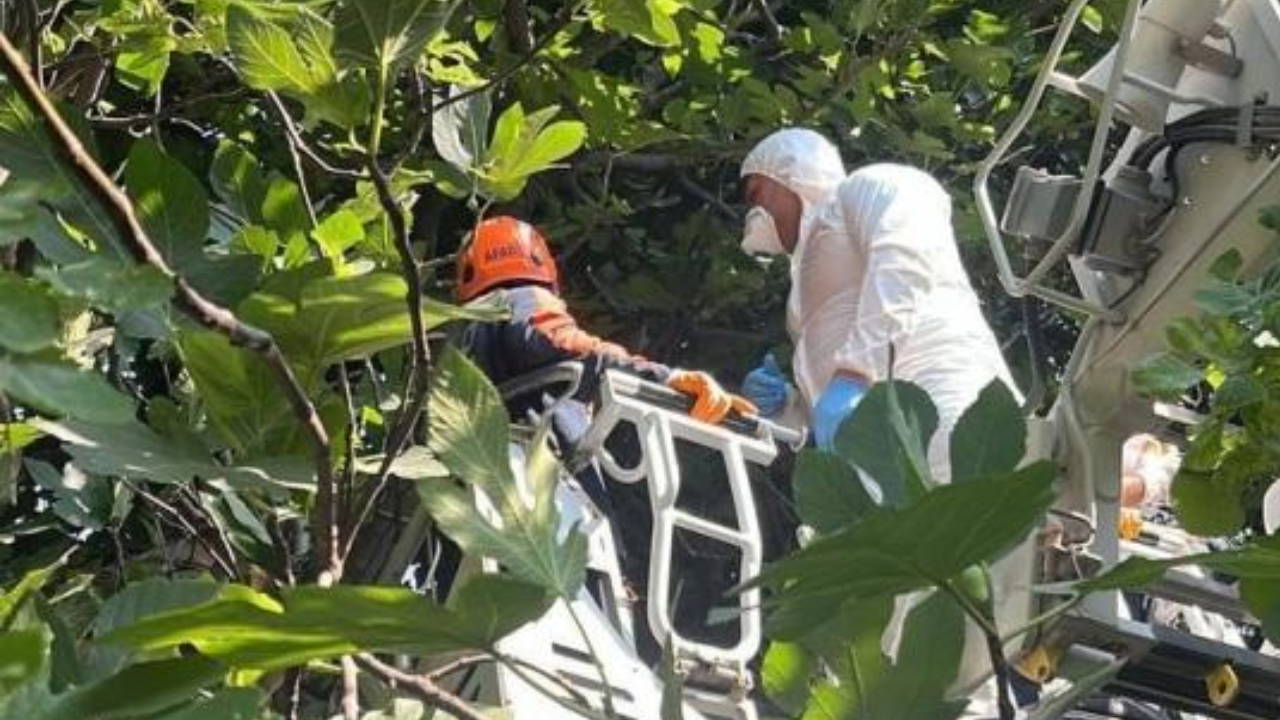 Hatay'da ağaçta asılı cesedin kimliği belli oldu