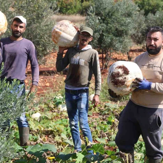 Hatay'da dev beyaz kabak hasadı: Tanesi 30 kiloya ulaşıyor