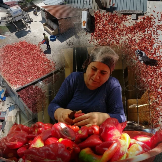 Hatay'da Kapya Biber Hasadı: 300 TL'lik Salçalık Biberin Zorlu Yolculuğu