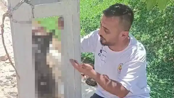 Hatay'da köpeği çalıp elektrik direğine astılar