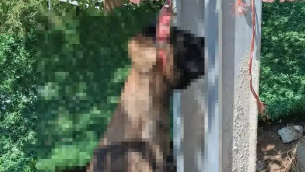 Hatay'da vahşet: Çalınan köpek elektrik direğinde asılı bulundu