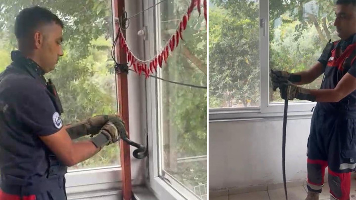 Hatay'da Yılan Pencere Arasına Sıkıştı, İtfaiye Ekipleri Kurtardı