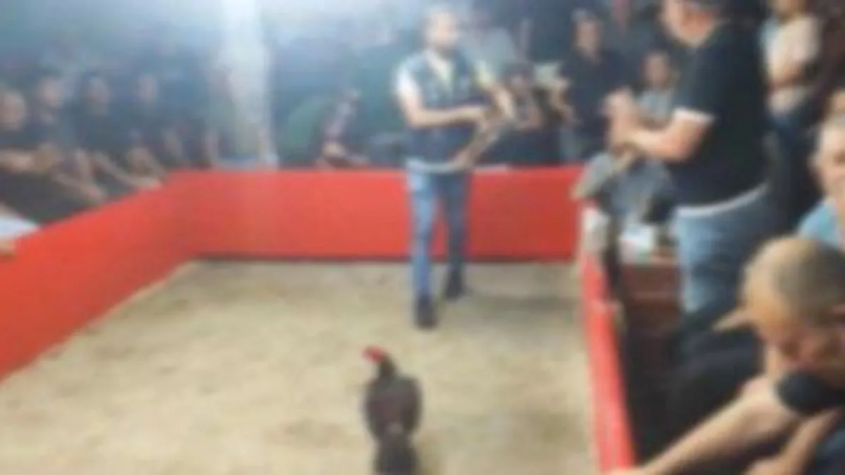 Hayvan Koruma Derneğinde Horoz Dövüşü Operasyonu: 4 Gözaltı