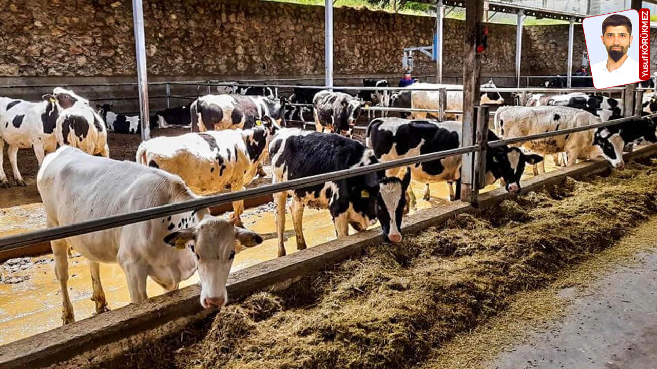 Hayvancılar pes ediyor: İthalat planı tepki çekti