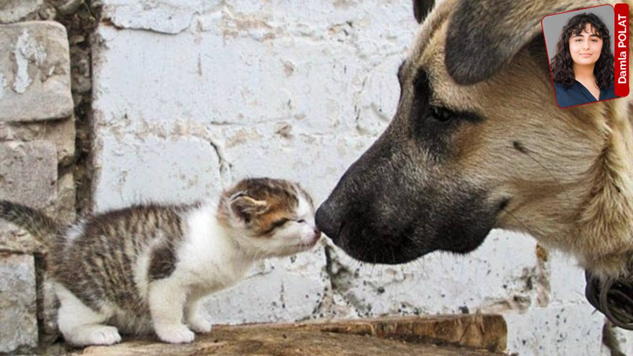 Hayvanlara Şiddete Yeni Düzenleme: Cezasızlık Vurgusu