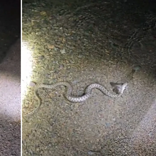 Hazar Gölü'nde Gece Avı: Yılanın Balık Mücadelesi Kamerada