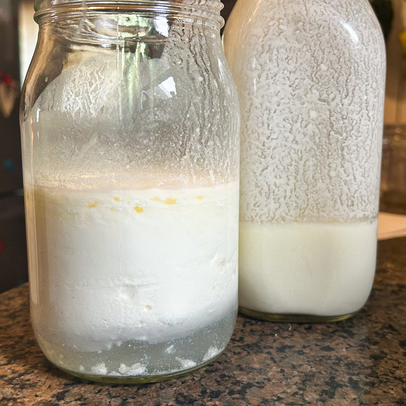 Hazır Kefir ve Kombucha Gerçekten Bağırsak Dostu mu